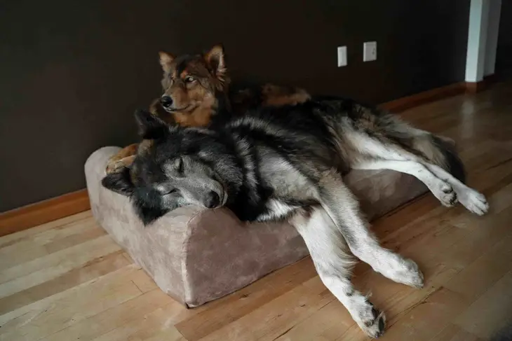THE BIG BARKER 7" Orthopedic Dog Bed - Headrest