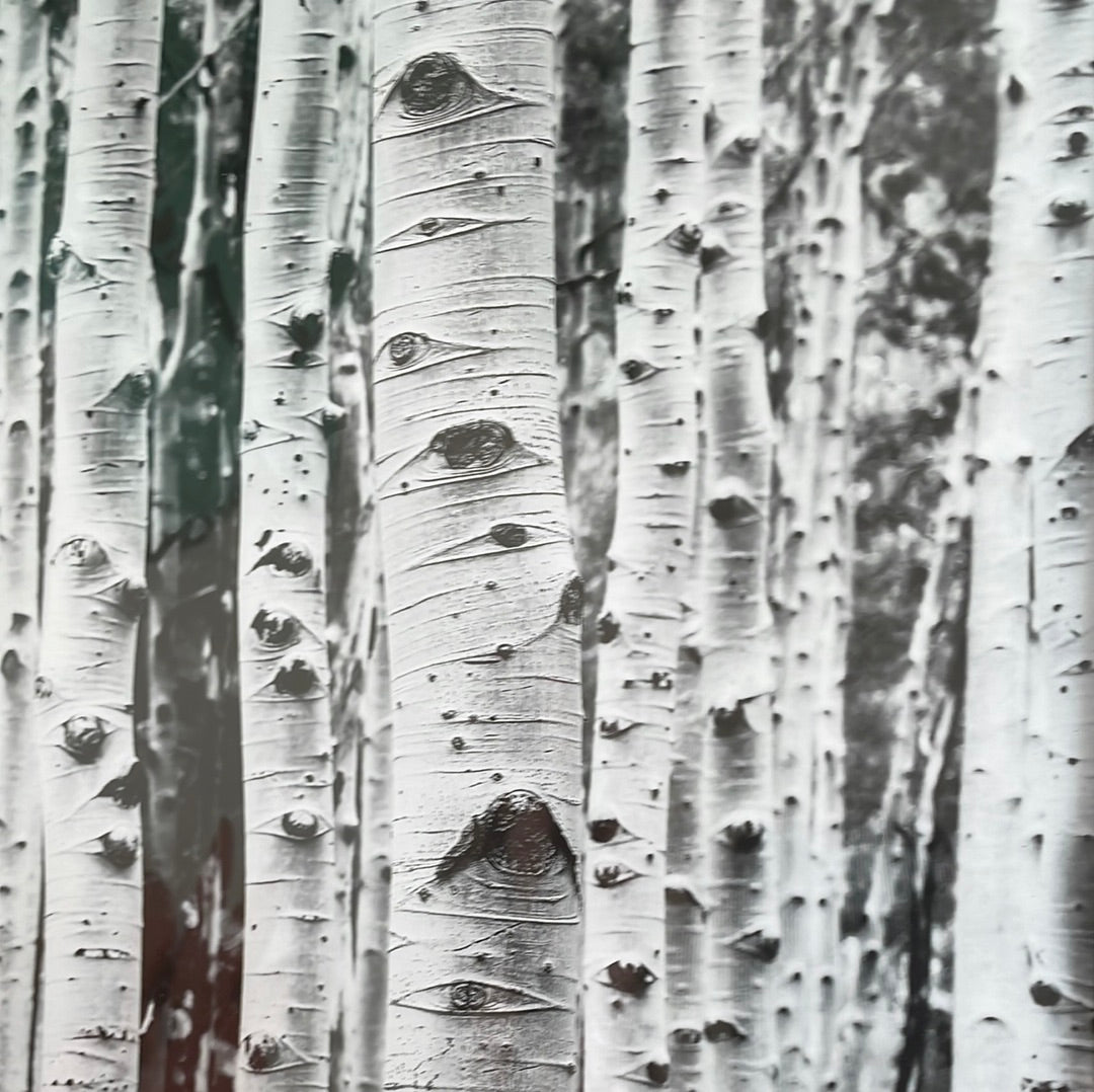 In the Birch 12x15 Framed Art