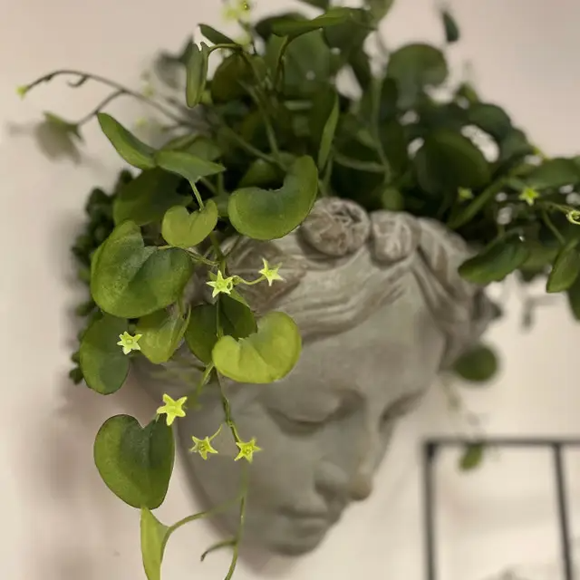 Growth Within Planter