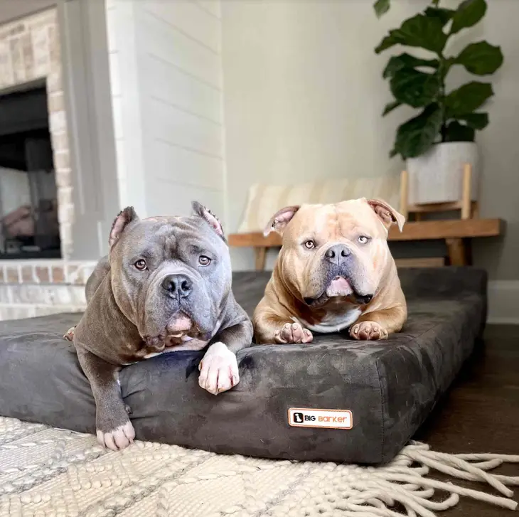 THE BIG BARKER 7" Orthopedic Dog Bed - Headrest
