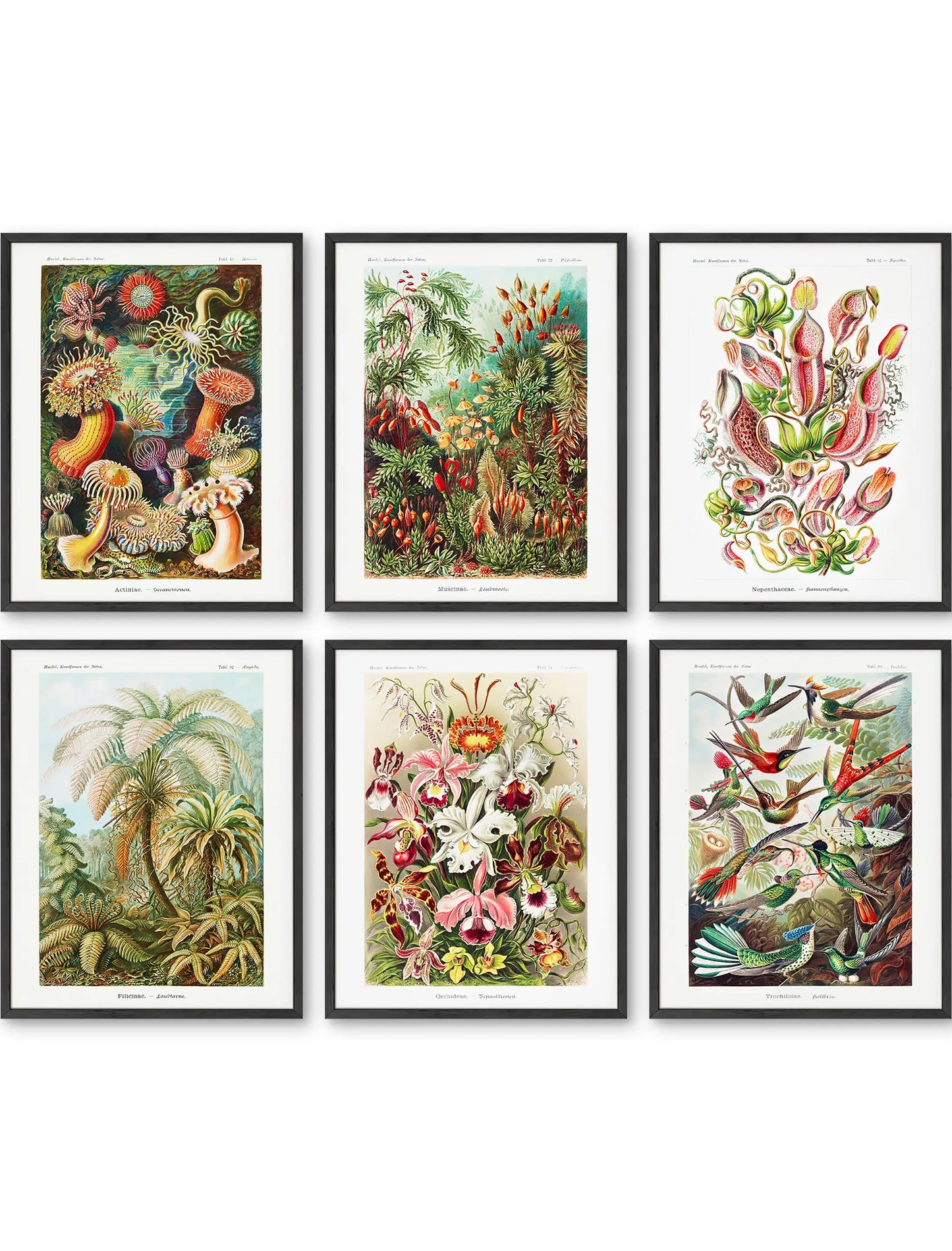 Unframed Ernst Haeckel Biology Set 11x14