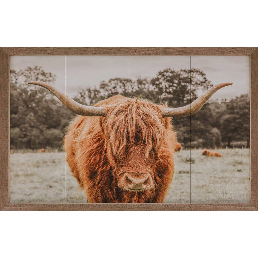 Highland In Pasture
